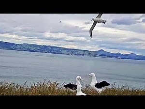 Royal Albatross~Albatross teenagers practice courtship dancing 4:00 pm 2020/12/11