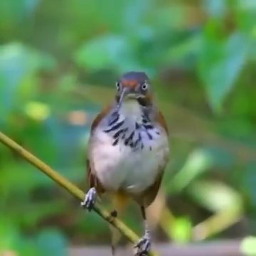 Good morning #Birds & #Nature! | BIRDS & Nature