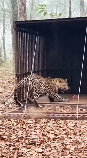 OMG! 😱 Leopard Ka Shandar Shikar! Cage Mein Phas Gaya Jangli Janwar! 🔥 #mustwatch #youtubeviral
