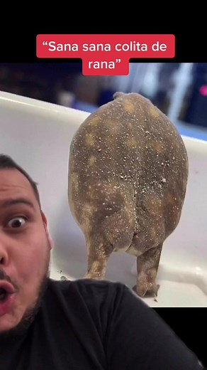 Locating the Elusive Frog in Mexican Spanish | Cola de Sapo