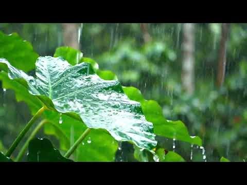 Japanese Rain Chain Sounds & Steady Rain - Zen Ambiance
