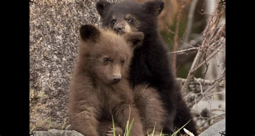 Fascinating Facts About Bears: Intelligence & Survival