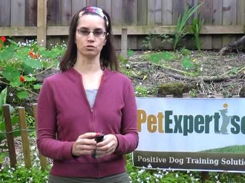 SprayShield Dog Deterrent Spray Demo by Pet Expertise