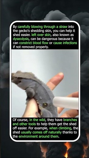 Why Stuck Shed Is Dangerous For Reptiles