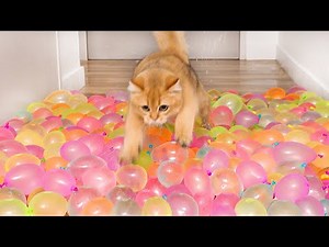 Cats vs Water Balloon Floor Compilation
