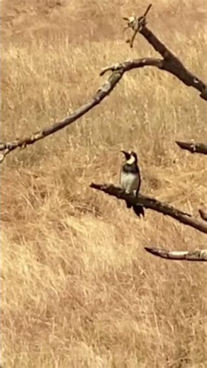Supercute footage of an acorn woodpecker making calls!❤️ #birds #nature