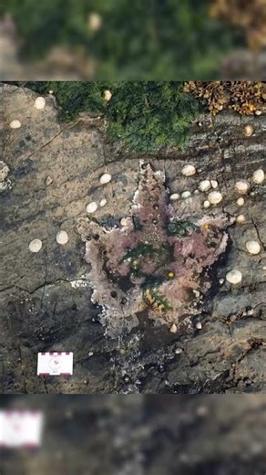 Scotland’s Dinosaur Footprints 🦕👣 | Isle of Skye Discovery