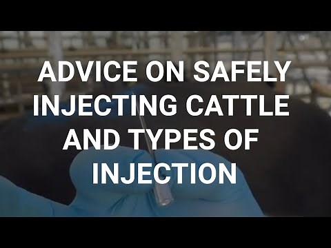 Advice on safely injecting cattle and types of injection