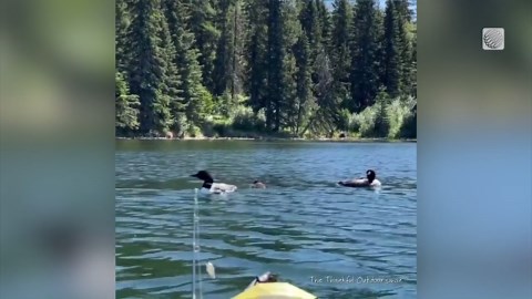 Loon family visits the fisherman on the lake