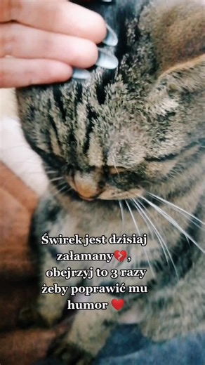 Gentle Petting of a Tabby Cat at Home