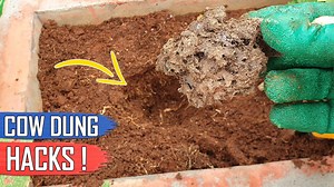 217K views · 4.9K reactions | In Today’s Episode we will look into 5 interesting gardening ideas and hacks on how to use cow dung or any animal manure for that matter. Questions like: Can I use fresh cow dung on my plants and few useful gardening hacks on using fresh cow dung as fertilizer, sun dried or dehydrated cow dung for plants and more. | Garden Tips | Facebook