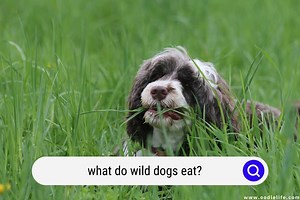 What Do Wild Dogs Eat? (Wow) - OodleLife®