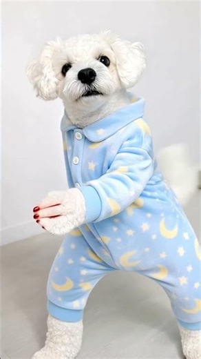 #mha Funny #video #🐶🐶