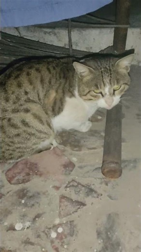 cute cat's night routine