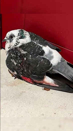 क्या कबूतर के पंख काटने चाहिए ? ❌ #kabutar #shorts