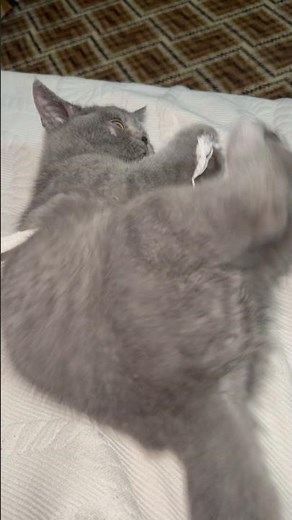 Viral Cat Playing with Rope 🧶 | Internet’s Cutest Kitty Ever!