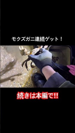 モクズガニ連続ゲットの瞬間⁉︎ #釣りガール #モクズガニ #料理