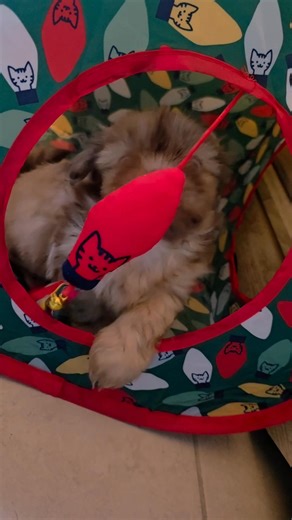 Pixie | Barbie Garcia