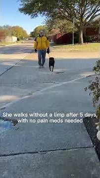 A super simple and effective way to relieve dogs’ limping without meds