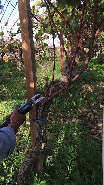 Grapevine Pruning Techniques for Healthy Vines