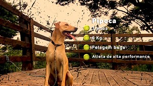 45K views · 215 reactions | Os CãoDulas estão de volta... Neste...