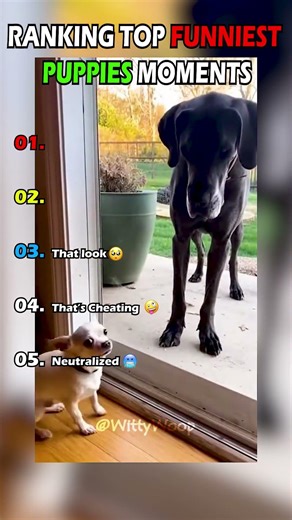 Ranking the Funniest Dogs Fails Ever 😂 | Try Not To Laugh #shorts