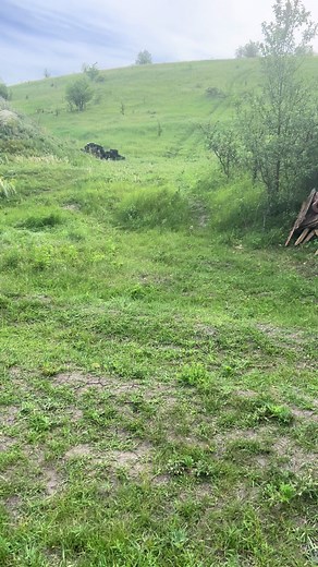 До Вашої уваги - дітки бабака🥰#війна #зсу #україна #тварини #милота #діти #бабаки