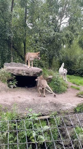 A rare moment of wolves just being wolves 🐺