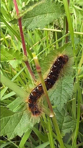 What a lovely discovery - Small Eggar caterpillar in our field