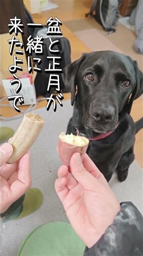 選べない兄イッヌ、結局こうなる #shorts