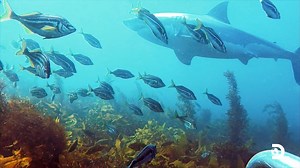 1.6M views · 10K reactions | Sit back, relax and enjoy the sounds of the ocean. Catch up on all the #SharkWeek fun anytime on Discovery GO. www.sharkweek.com | Discovery | Facebook