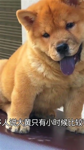 Dahuang, My Loyal Chinese Guardian Dog with a Heart of Gold – The Ultimate Country Gentleman