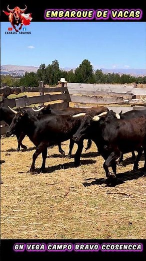 Ganadería Vega Campo Bravo – Ccosencca | Toros Bravos 2025 💥