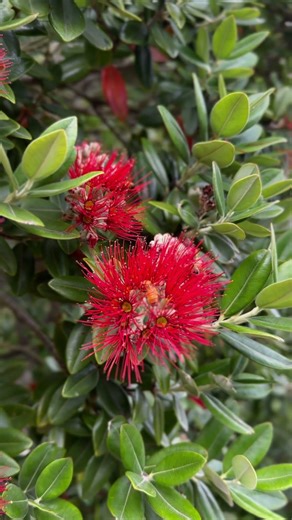 Summer Bees 🐝 & Pōhutukawa Trees | New Zealand 🇳🇿