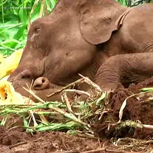 Forest officials in India's southern Coimbatore city last week provided treatment to an ailing elephant and sent her back to the forest. Coimbatore Divisional Forest Officer Sathish said the cause of the elephant's ill health was due to her old age. After the treatment, the elephant went back to the forest. (Reuters) | Voice of America
