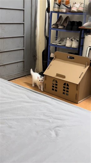 Cái dáng gì kì vậy =))))#cat #meo