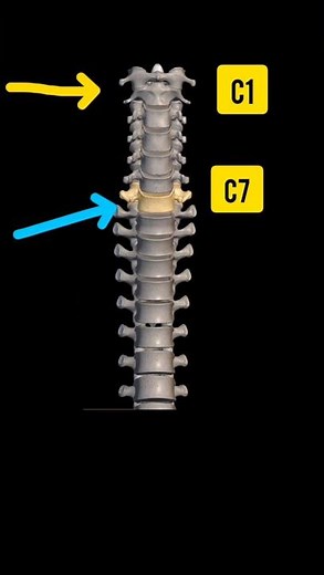 33 vértebras y sus cinco regiones. Columna Vertebral. Resumen practico.