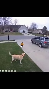 30K views · 45 reactions | Hero Dog Intervention – CCTV View | Fashion Forward | Facebook