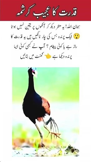 “A Bird With Four Legs?! Nature’s Most Shocking Moment Caught on Camera!”