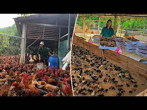 Chicken Farming Process From Day 1 to Full Growth | Coop Cleaning and Disease