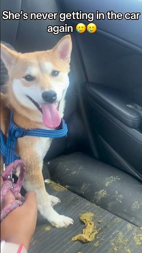 Her Dog Pooped In Her Car 😫💩