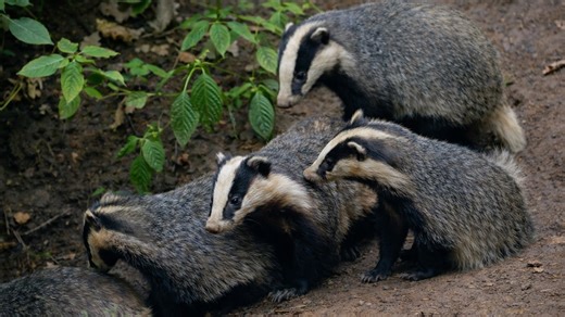 Hidden camera captures a group of badgers near their burrow