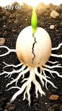 Seed to Tree in 250 Days (Scientific Timelapse 4K) #nature #shortvideo