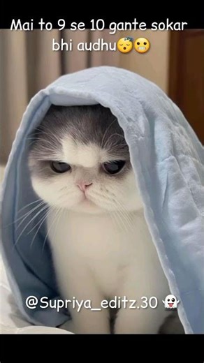 That's True😴😪👻 || whatsapp status || aesthetic editing || Cute cat shorts ||