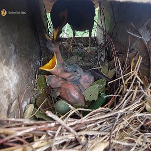 Common myna Birds Feed the baby in the nest well [ 16] | Review Bird Nest