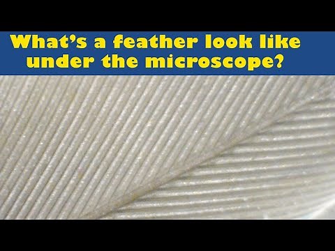 What's a feather look like under a microscope? Discover the secret world of the itty-bittyl!