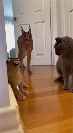 💥🐱 Protection Mode Activated — No Hesitation