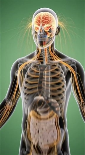 How the Human Brain Works 🧠 | 3D Scientific Animation #Shorts #3danimation science