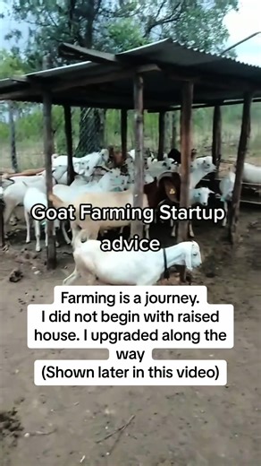 Goat Farming Startup Advice: Affordable Pen Construction & Focusing on Stock Genetics