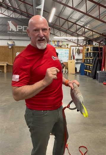 Training Young Giant Schnauzers for Family Protection